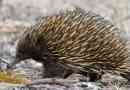 Echidna
