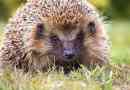 Jež - pogled i opis obitelji heroja