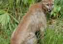 Florida puma - rijetka podvrsta