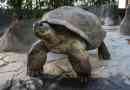 Galapagos kornjača (slonovača)