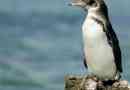Galapagos penguin: fotografija, detaljan opis ptice