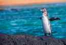 Galapagos pingvin