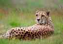 Cheetah - opis, podvrsta, područje, hrana, ponašanje i reprodukcija
