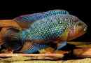 Svijetli ciklazoma - neobična riba za akvarij
