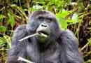 Gorile svejedi, mesoždera ili biljojeda?