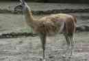 Guanaco - jedan od deva