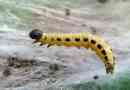 Caterpillar moli