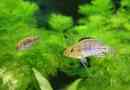 Haplochromis filalander: rezidenti akvarija