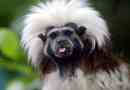 Crested tamarin