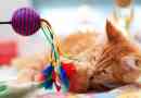 Igračke za mačke to čine sami