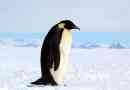 Imperial pingvin