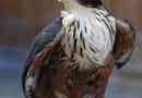 Indijski havy eagle: opis ptica