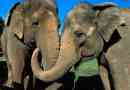 Indijski slon: fotografija i video životinja