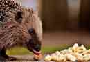 Zanimljive činjenice o ježma