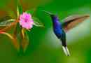 Zanimljive činjenice o hummingbird