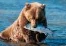 Zanimljive činjenice o medvjedima