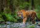 Zanimljive činjenice o tigrovima