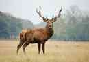 Zanimljive činjenice o jelenu