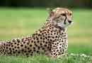 Zanimljive činjenice o gepardi