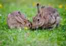Zanimljive činjenice o kunićima