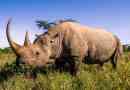 Zanimljive činjenice o nosorozima