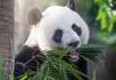 Zanimljive činjenice o pande