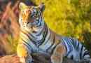 Zanimljive činjenice o tigrovima