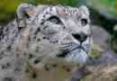 Irbis - opis, areal, fotografije i videozapisi snijega leoparda