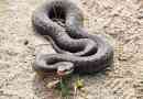 Otrovne zmije rusije