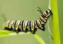 Ove lijepe gusjenice