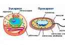 Eukariotske i prokariotske stanice: značajke, značajke i struktura