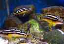 Yulidochromis ornaat: riba za akvarij