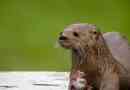 Južnoamerička vidra - rijetki pogled