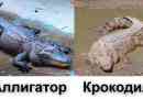 Koja je razlika između krokodila i aligatora?