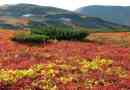 Koje biljke rastu u tundu - popis vrsta, fotografija i karakteristika