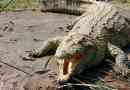 Koje su vrste krokodila najveća na zemljinom popisu, karakteristikama i fotografijama