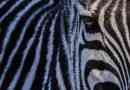 Koje boje iz zebra: bijela ili crna?