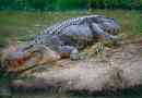 Kakva je krokodila najveća i opasna na zemlji?