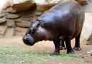 Patuljak hippo - značajka, opis, činjenice, prostor, fotografija i video