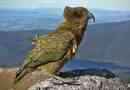 Kea