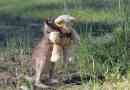 Kengurenok-orphan stekao je bolji prijatelj - medvjedić