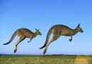 Kangaroo - boxer skakanje