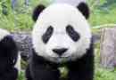 Kineski znanstvenici riješili su jezik pandi