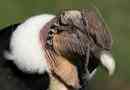 Condors - kakve ptice?