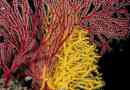 Koralji i sve najzanimljivije o njima