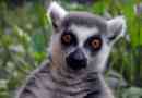 Feline lemur - madagaskar macovi