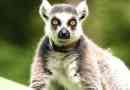 Mačji lemur