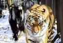 Timur goat i tiger cupid - heroes realistic show?