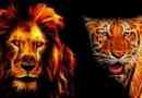 Tko će osvojiti borbu? Lav ili tigar