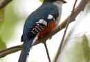 Kubanski trogon